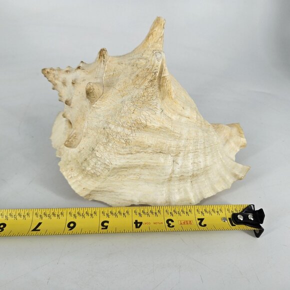 Large Natural Pink Queen Conch Sea Shell Coastal Beach Nautical Decor Tiki 7"x5" - Picture 12 of 13